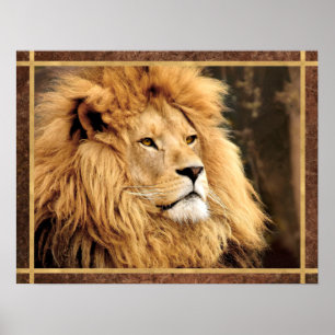 Poster Photo Closeup Lion