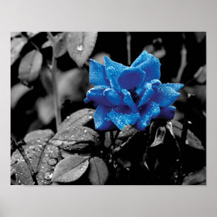 Poster Photo couleur sélective Rose bleu