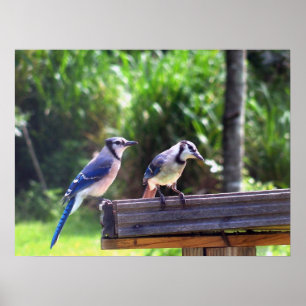 Poster Photo d'affiche de conducteur d'oiseau de jardin