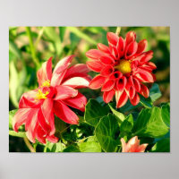 Poster photo Dahlias / Imprimer