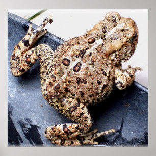 Poster Photo d'animaux de crapaud de grenouille