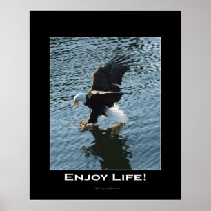 Poster photo de Bald Eagle