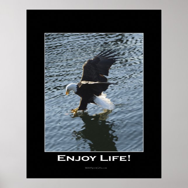 Poster photo de Bald Eagle (Devant)