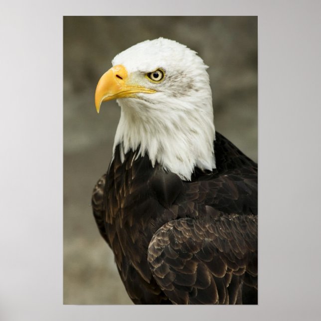 Poster Photo de Bald Eagle (Devant)