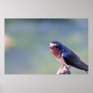Poster photo de Barn Swallow