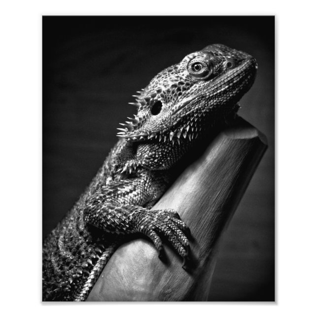 Poster photo de Beared Dragon (Devant)
