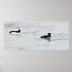 Poster photo de Bufflehead Ducks