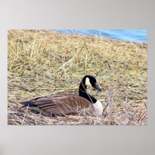 Poster Photo de Canada Goose