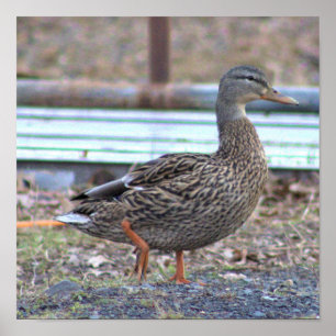 Poster photo de canard