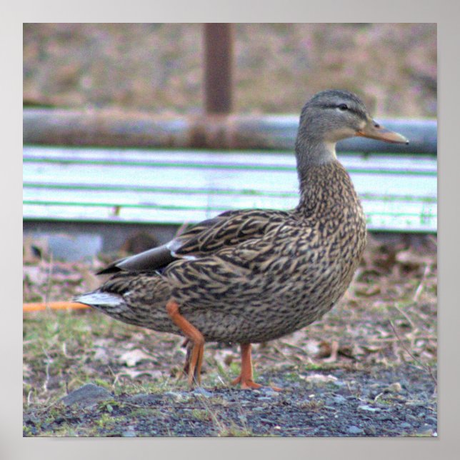 Poster photo de canard (Devant)