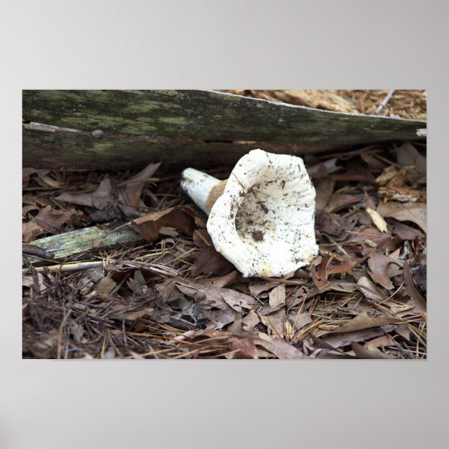 Poster photo de champignons (Devant)