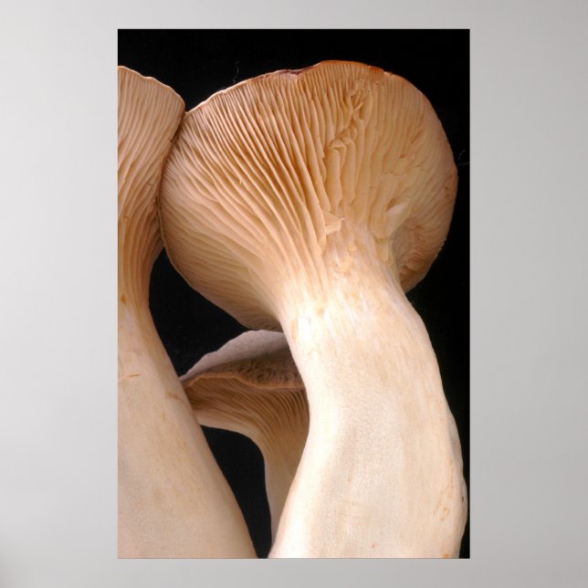 Poster Photo de champignons de trompette royale (Devant)