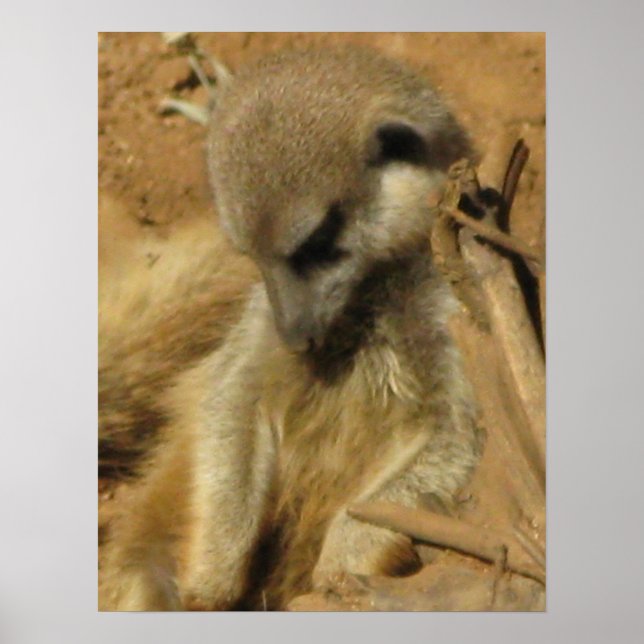 Poster Photo de charme d'une Meerkat (Devant)