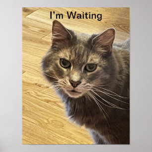 Poster photo de chat