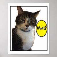 Photo de chat amusant