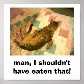 Poster photo de chat idiot