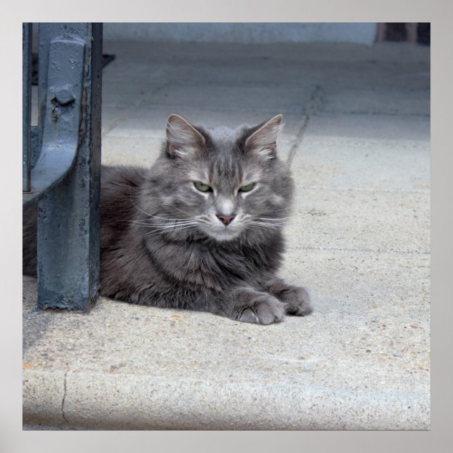 Poster Photo de chat Maine Coon (Devant)