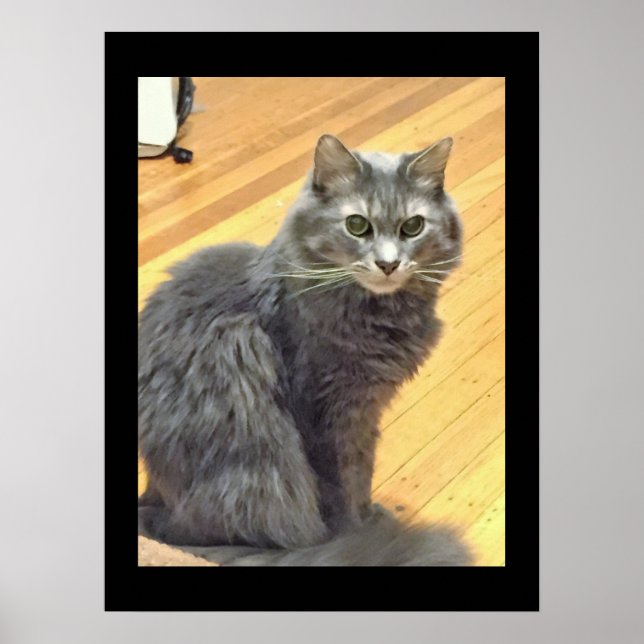 Poster Photo de chat Maine Coon (Devant)