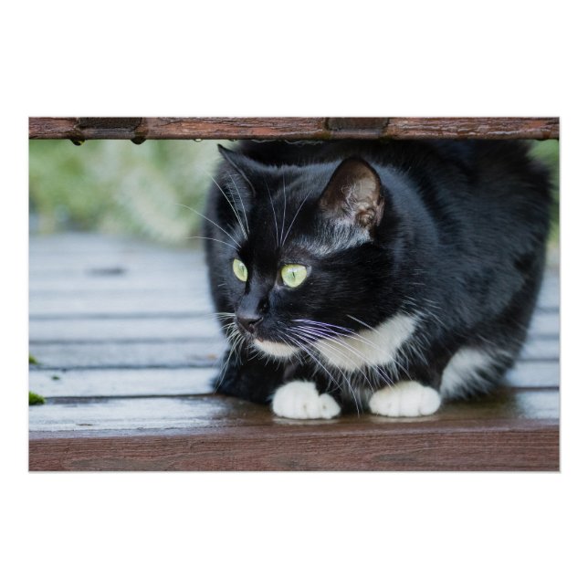 Poster Photo de chat Tuxedo noir et blanc (Devant)