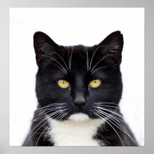 Poster Photo de chats noirs