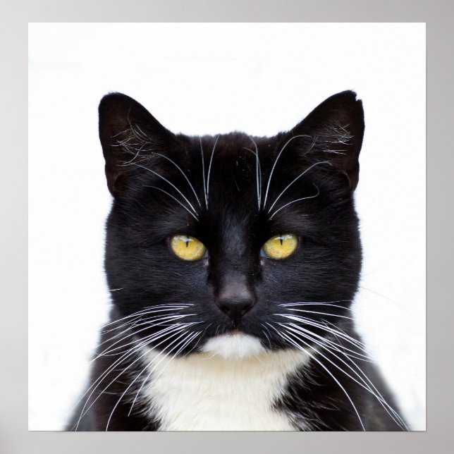 Poster Photo de chats noirs (Devant)