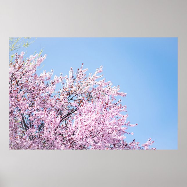 POSTER PHOTO DE CHERRY BLOSSOM TREE (Devant)