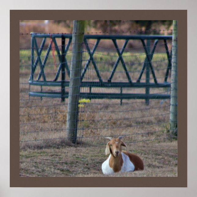 Poster Photo de chèvre (Devant)