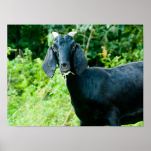Poster Photo de chèvre noire avec des klaxons frôlant