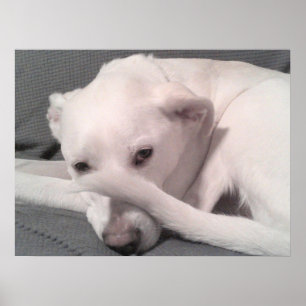 Poster Photo de chien blanc avec queue sur le visage gris
