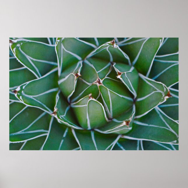 Poster Photo de clôture du plante vert et blanc (Devant)