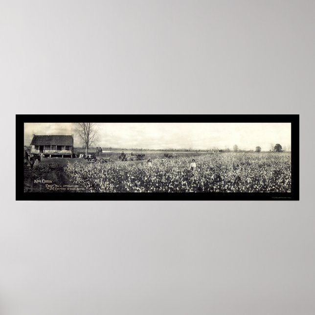 Poster Photo de cueillette de coton King 1907 (Devant)