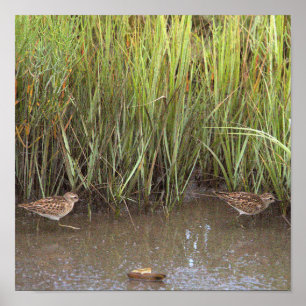 Poster photo de deux oiseaux