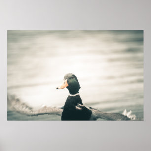 Poster photo de Duck Nature