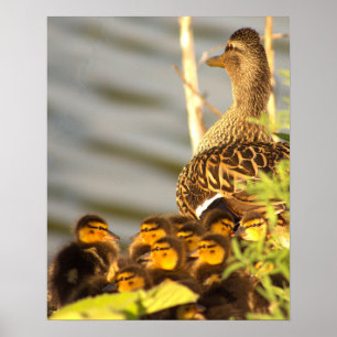 Poster photo de Duck with Ducklings