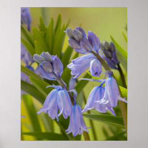 Poster Photo de English Bluebells Poster/Imprimer