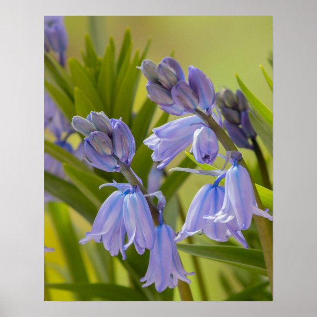 Poster Photo de English Bluebells Poster/Imprimer (Devant)