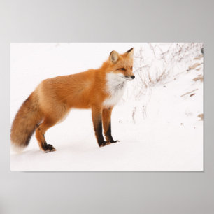 Poster Photo de faune de nature de Fox rouge