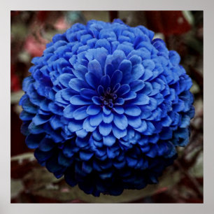 Poster Photo de fermeture de la fleur bleue