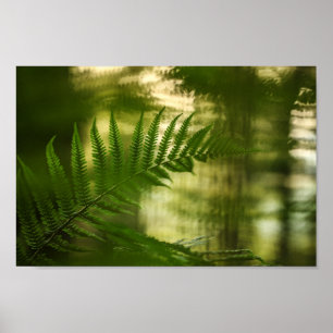 Poster Photo de Fern Nature