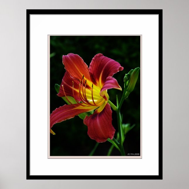 Poster Photo de fleur de lièvre (Devant)