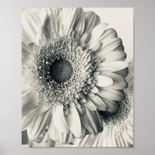 Poster Photo de fleur de marguerite noir blanc