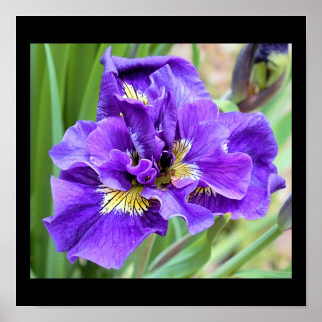 Poster Photo de fleur d'iris (Devant)