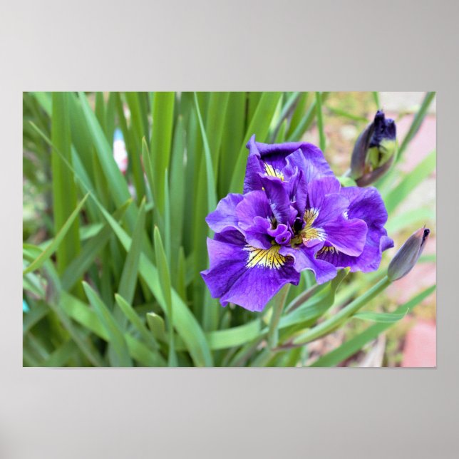 Poster Photo de fleur d'iris (Devant)