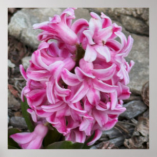 Poster photo de fleurs de jacinthe rose