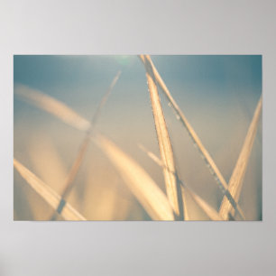 Poster Photo de fleurs d'herbe
