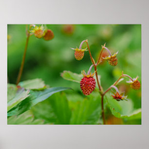 Poster Photo de fraises des bois rouges encore en croissa