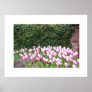 Poster photo de Garden Tulips