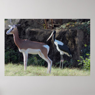 Poster Photo de gazelle et de cigogne