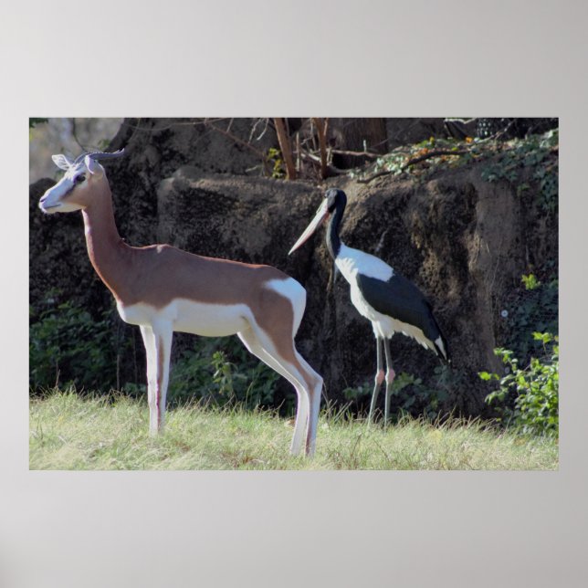 Poster Photo de gazelle et de cigogne (Devant)