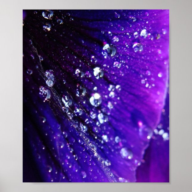 Poster Photo de gouttes d'eau sur fleur violette (Devant)